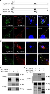 A Conserved Tyrosine Residue in Slitrk3 Carboxyl-Terminus Is Critical for GABAergic Synapse Development